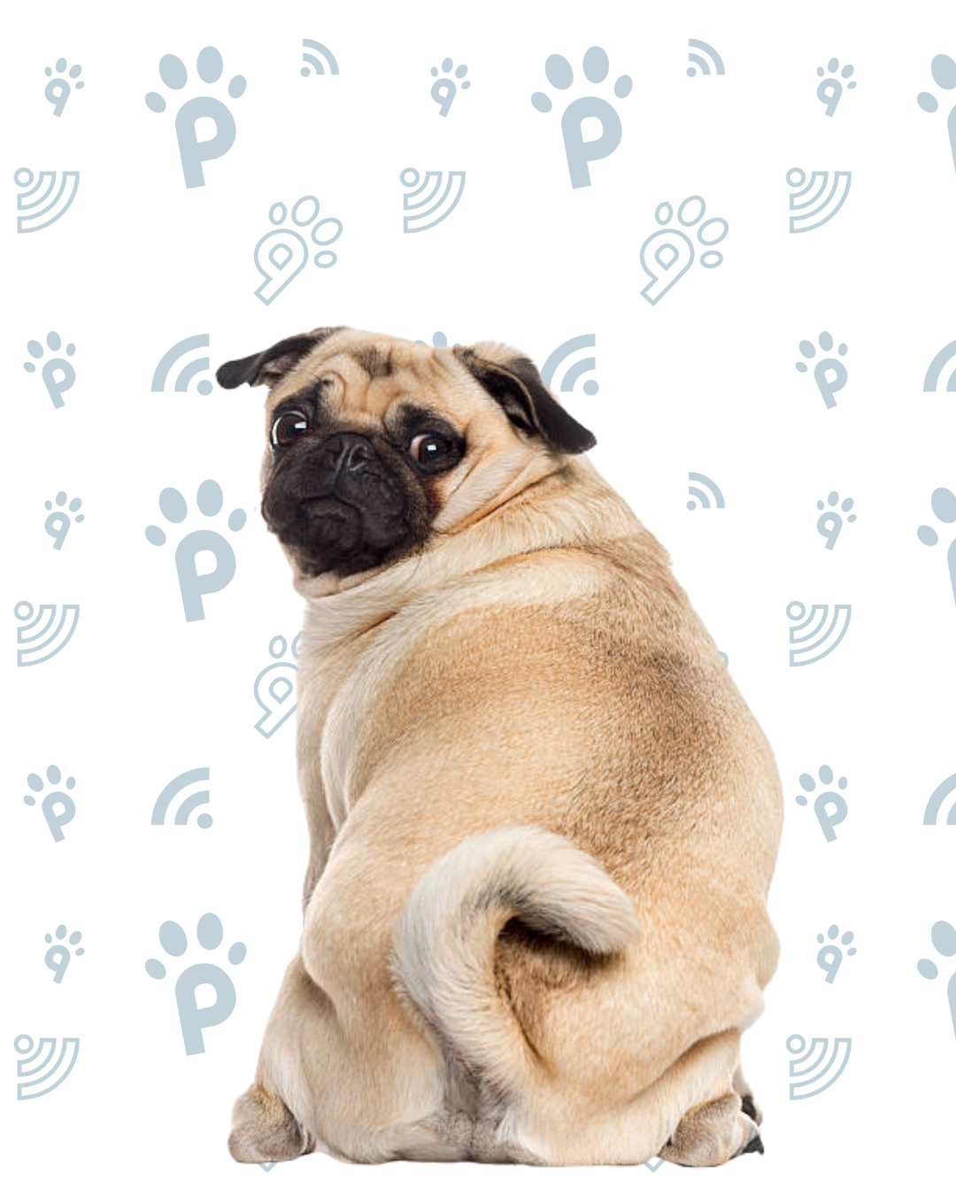 Orthopedic Dog Bed – 7 Reasons to Invest in an Orthopedic Dog Bed