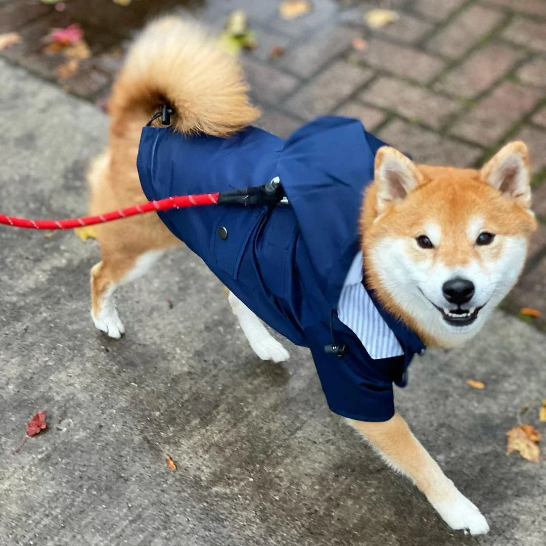 Imperméable coupe-vent pour chien