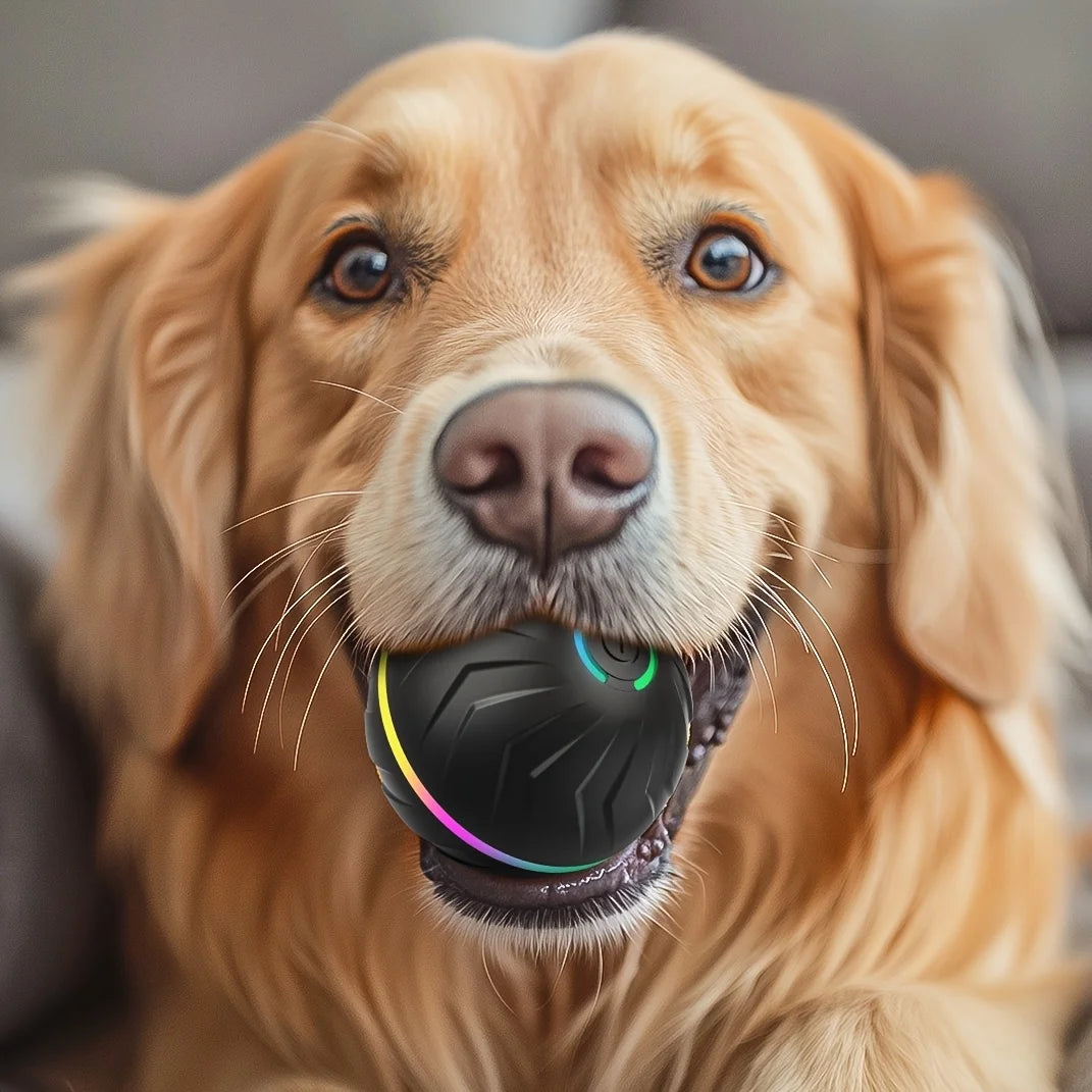 Balle rebondissante pour chien
