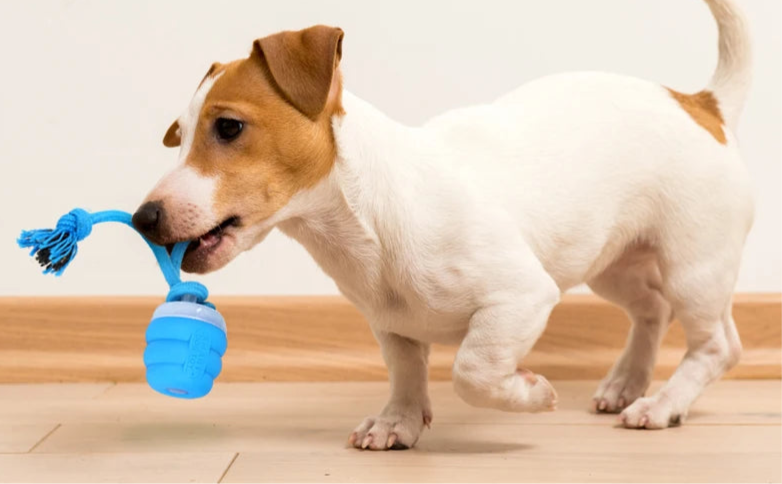 Balle avec corde pour chien