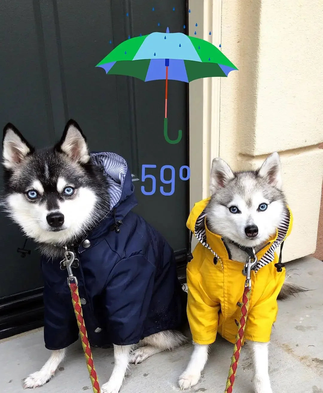 Imperméable coupe-vent pour chien