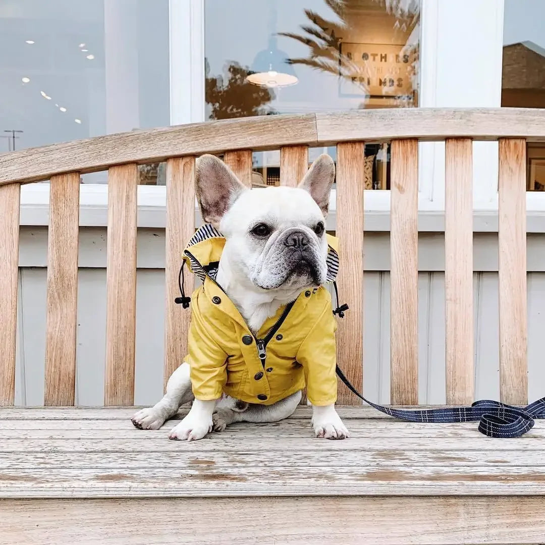 Imperméable coupe-vent pour chien