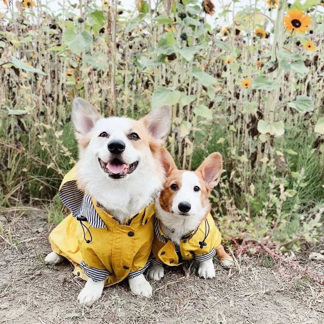 Imperméable coupe-vent pour chien