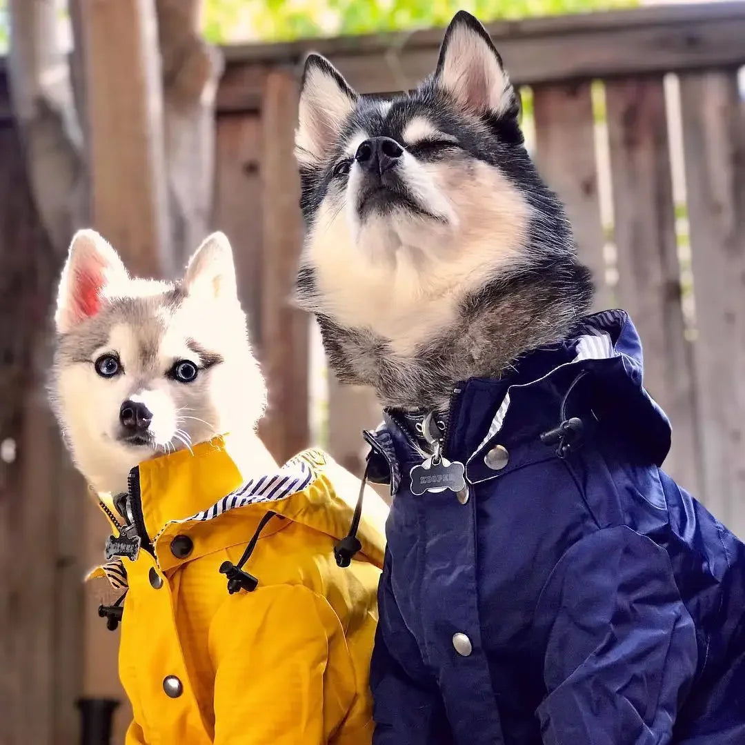 Imperméable coupe-vent pour chien