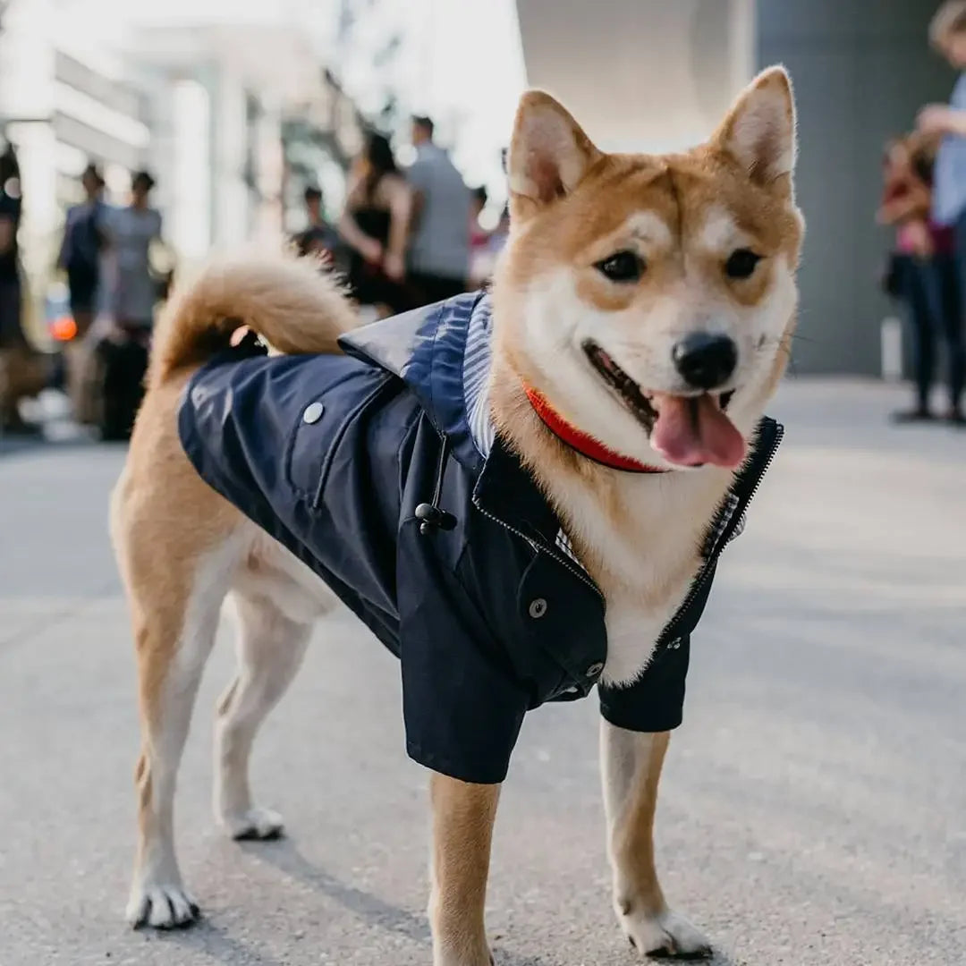 Imperméable coupe-vent pour chien