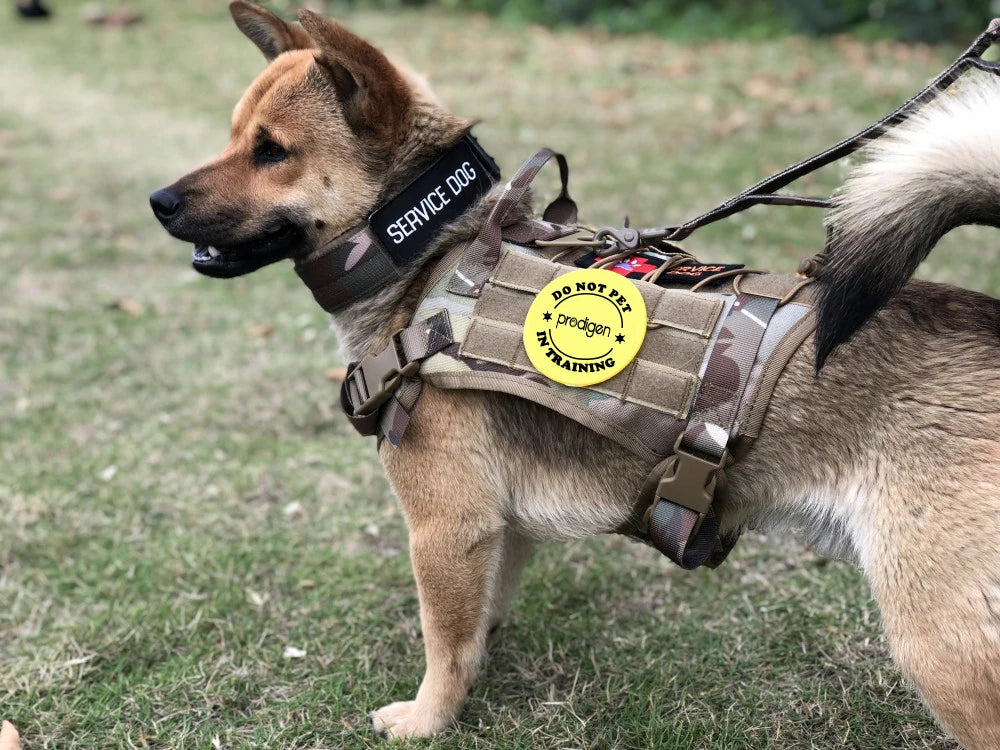 Kit tactique pour chien