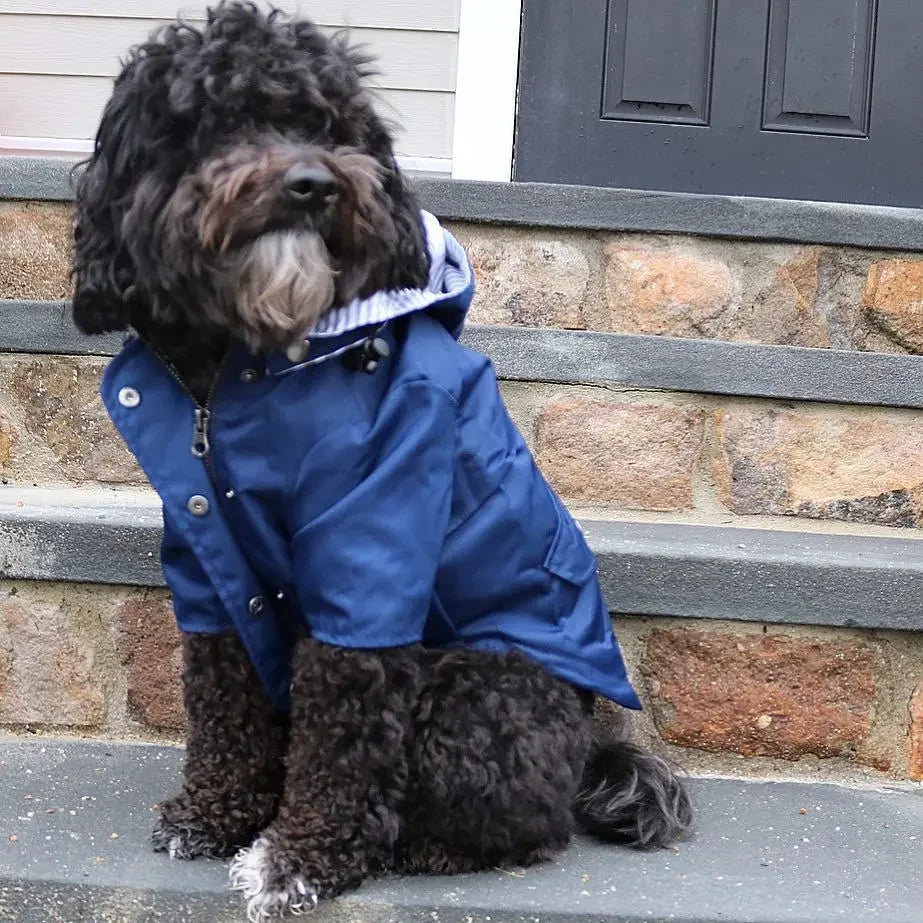 Imperméable coupe-vent pour chien