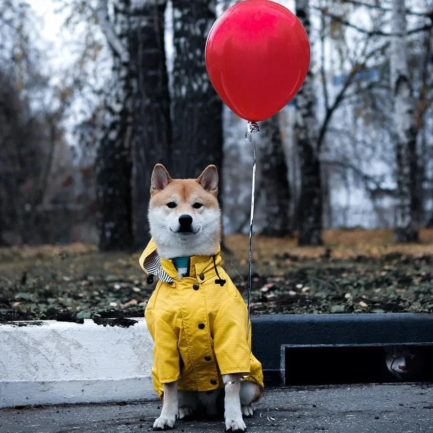 Imperméable coupe-vent pour chien