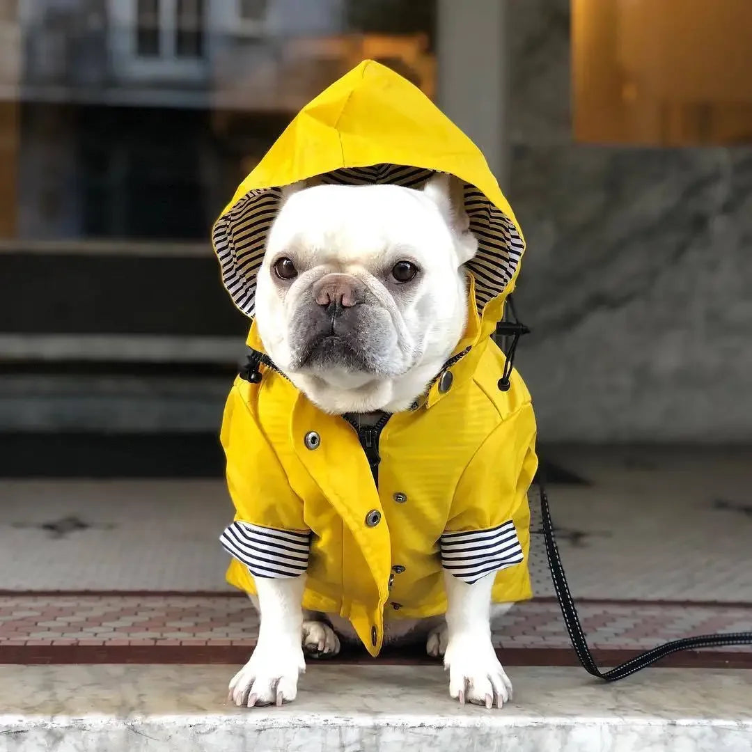 Imperméable coupe-vent pour chien