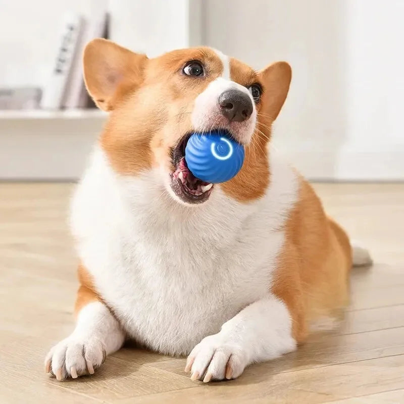 Balle intelligente pour chien