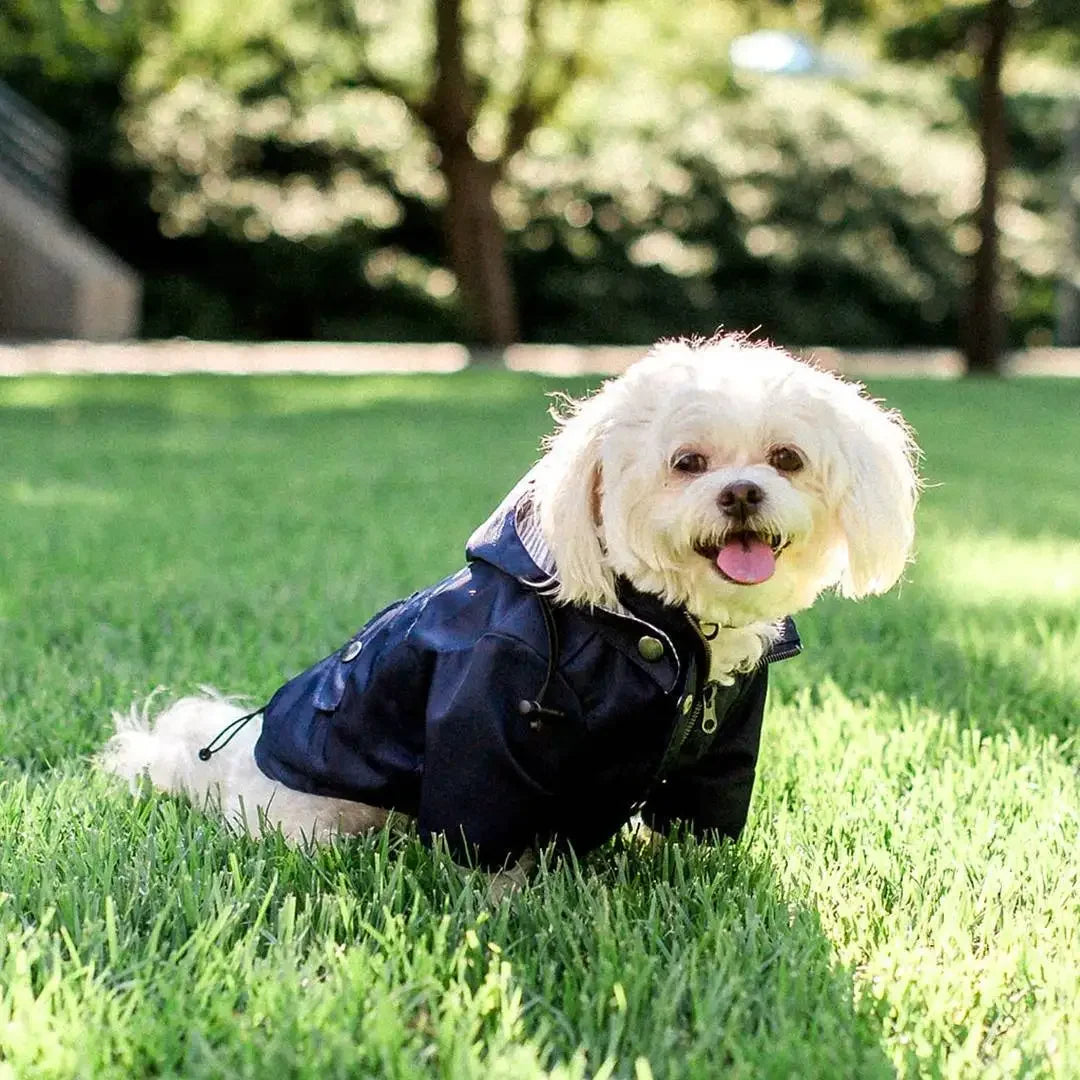 Imperméable coupe-vent pour chien