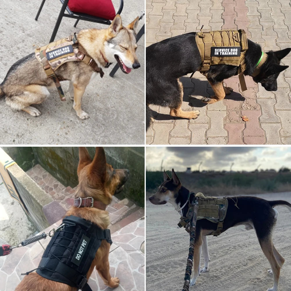 Kit tactique pour chien