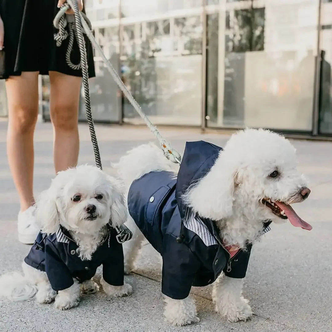 Imperméable coupe-vent pour chien