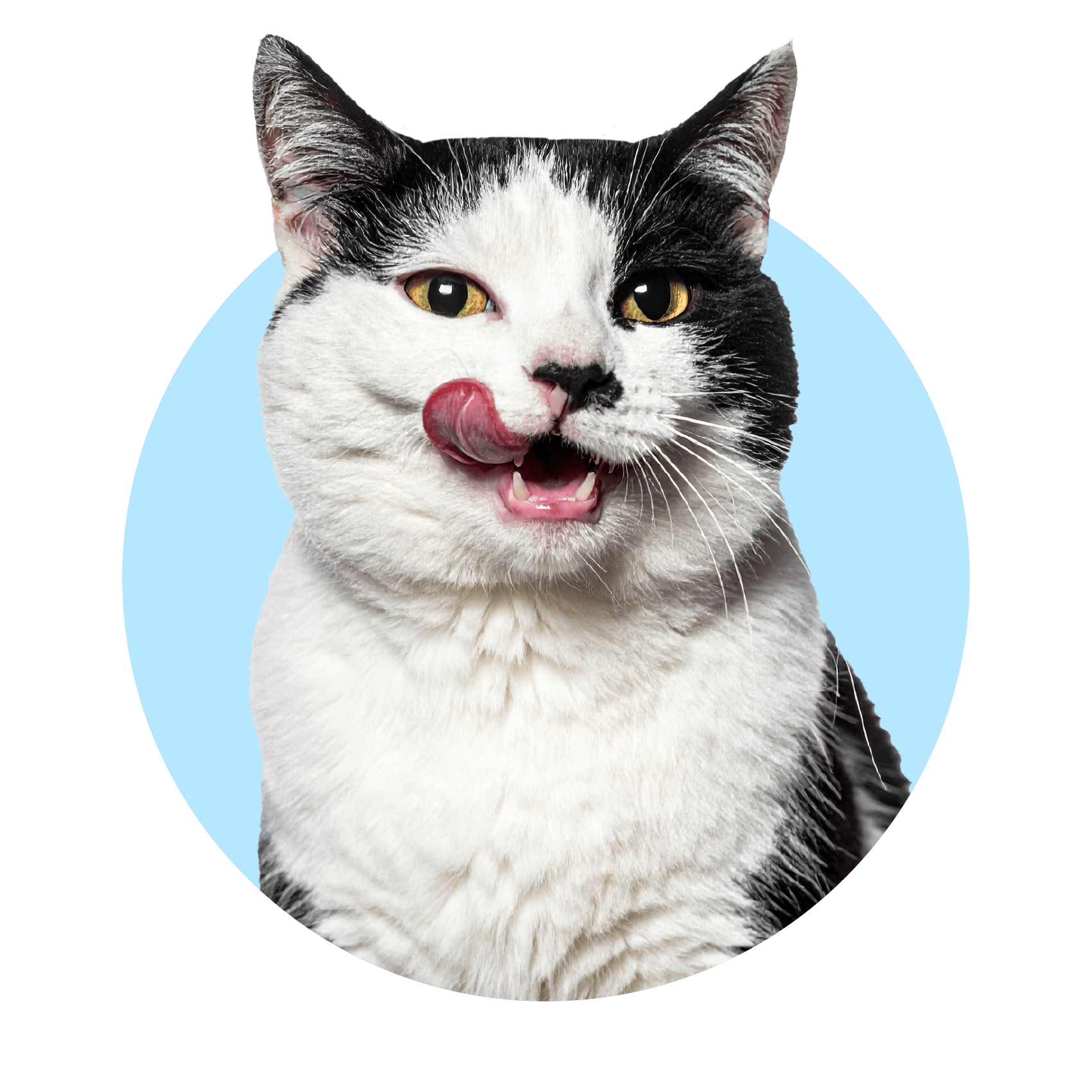 Cat with a pink tongue on a transparent background
