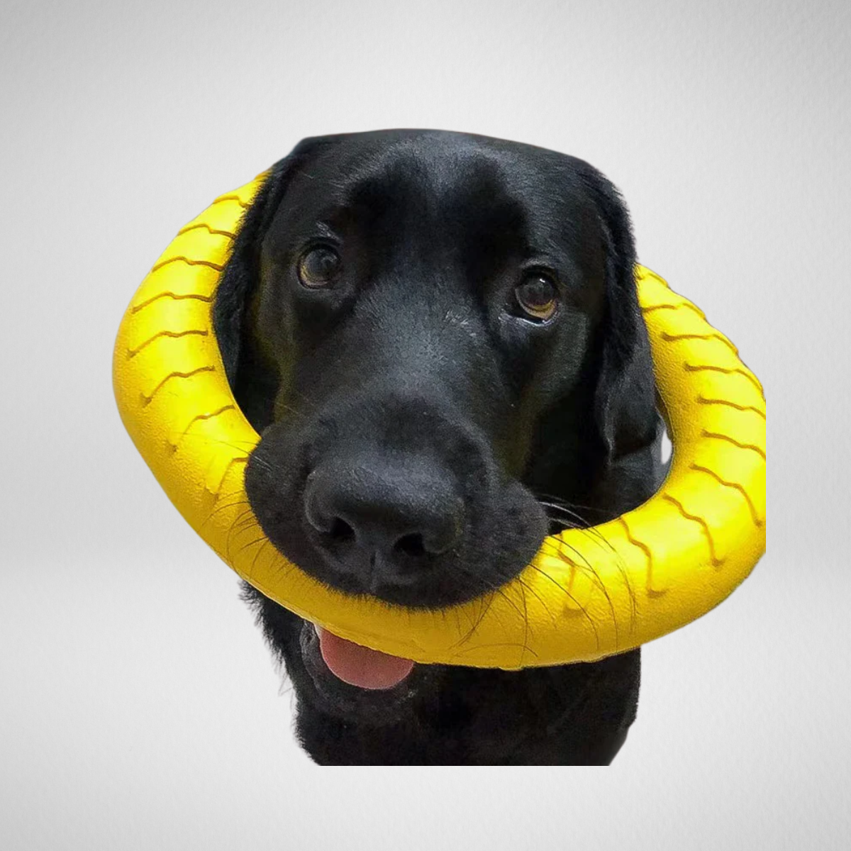 Indestructible Flying Dog Ring