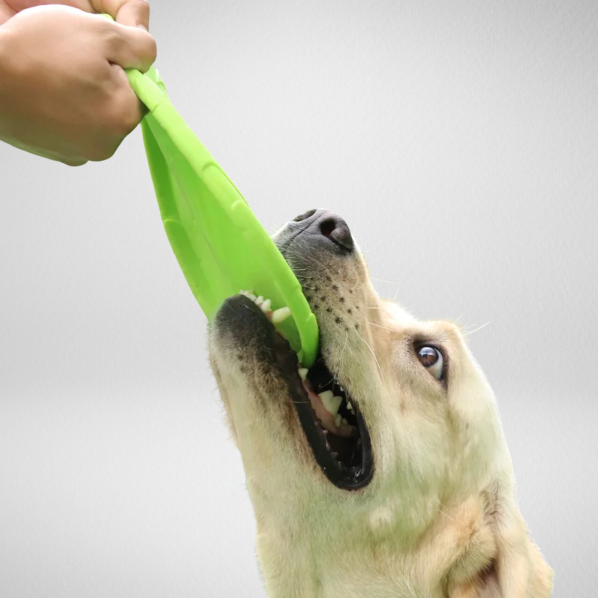 Bite-Resistant Dog Frisbee