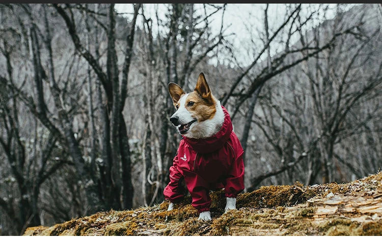 Imperméable pour chien