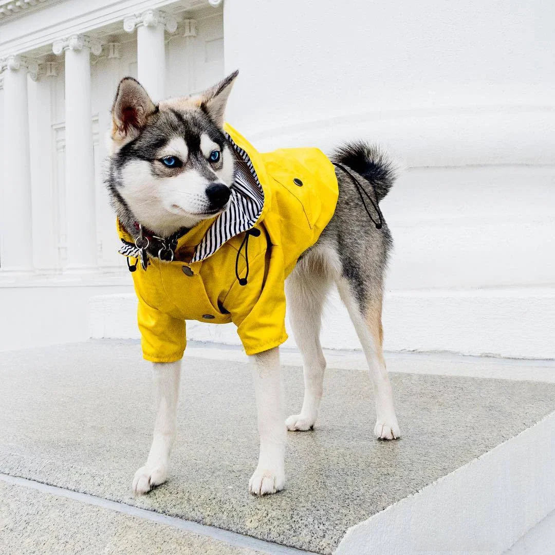 Imperméable coupe-vent pour chien