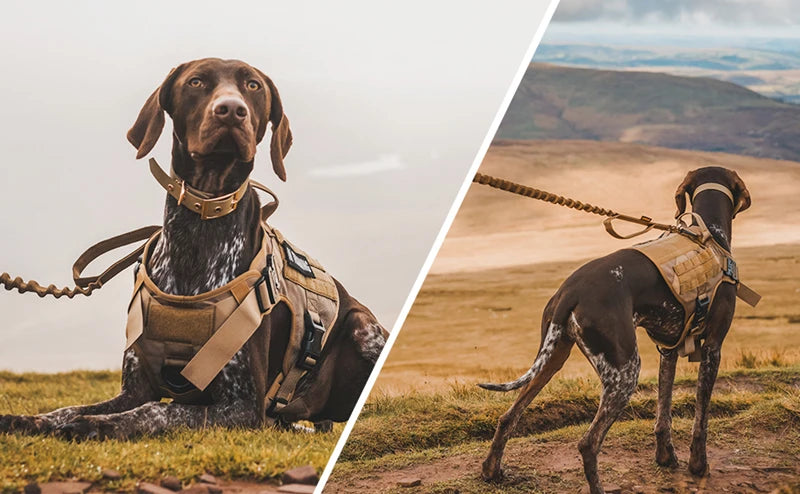 Harnais tactique militaire pour chien